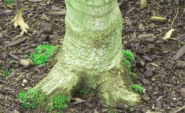 Small tree over septic area