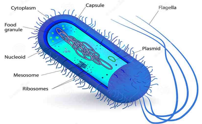 Septic bacteria